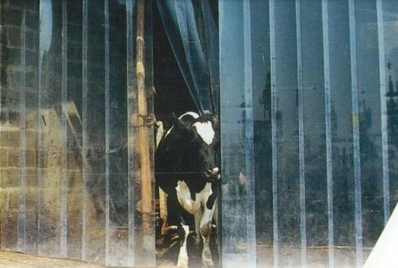 Leskur, liggehall, løsdrift til hest (Contryhus)